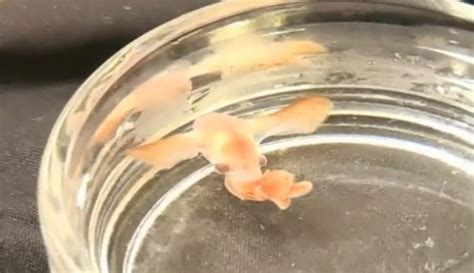 WATCH: World's First Footage of Baby Dumbo Octopus