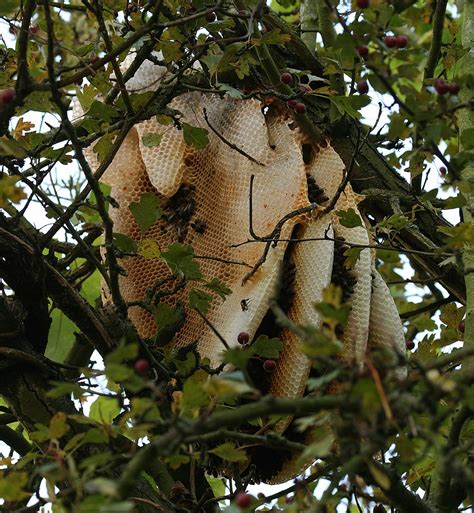 Honey bee nest in a tree | Danny Chapman | Flickr