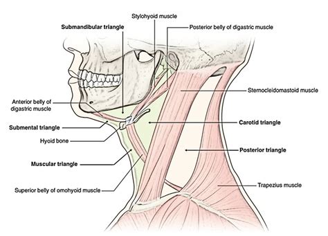 Easy 3 Mins Notes On 【Suprahyoid and Infrahyoid Muscles of the Neck】