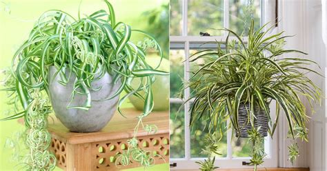 Spider Plant Care Indoors | Growing Spider Plants Indoors | Balcony ...