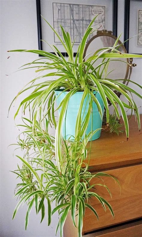 House Plant Spider Plant Indoor Plants Easy Care Plant - Etsy UK ...