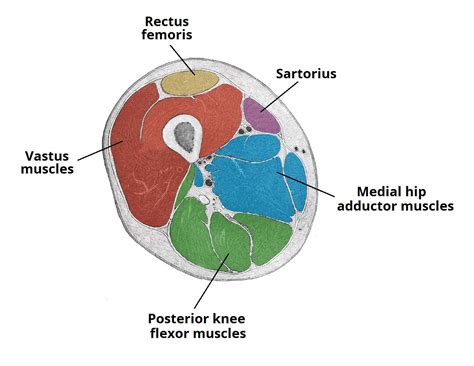 Upper Thigh Muscles Ct Anatomy / iPad medical app featured in Apple ...