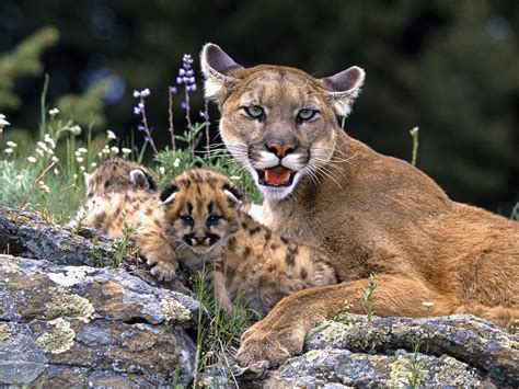 Alli's Alley: Wildlife Wednesday: Puma Concolor