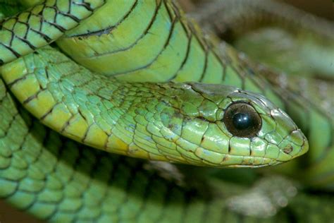 What does Boomslang snake venom do? How deadly is a Boomslang?