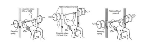 Eccentric Strength Training Requires Extra Recovery – StrengthLog