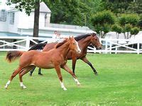 33 Elvis Presley & Horses ideas | graceland, elvis presley, elvis