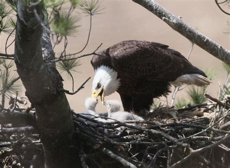 Pin on Bald Eagles