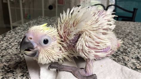 Sulphur Crested Cockatoo Chicks