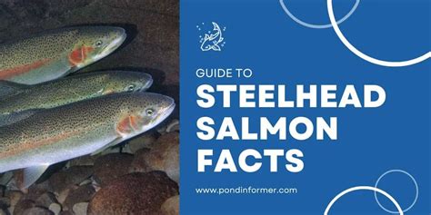 Guide to Steelhead Salmon (Oncorhynchus mykiss) - Pond Informer