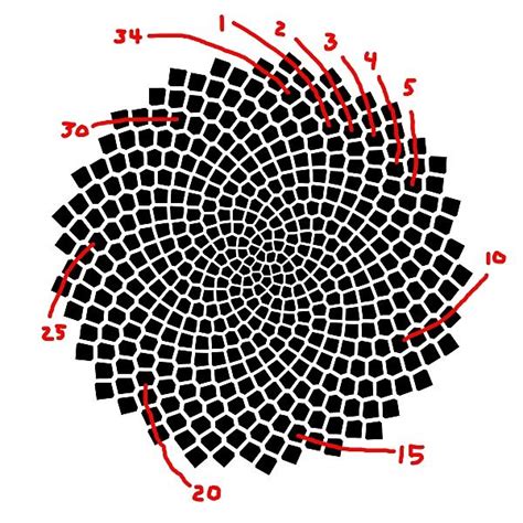 Fibonacci Numbers of Sunflower Seed Spirals – National Museum of ...