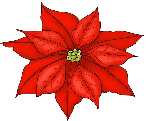 Poinsettia - ClipArt Best