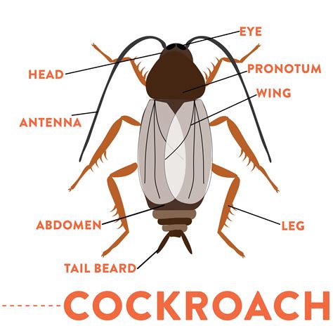 Discover the Fascinating World of Cockroaches