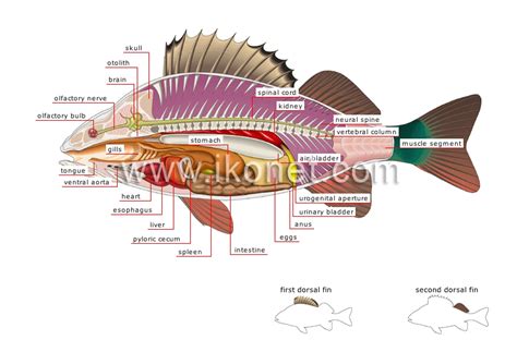 animal kingdom > fishes > bony fish > anatomy of a perch image - Visual ...