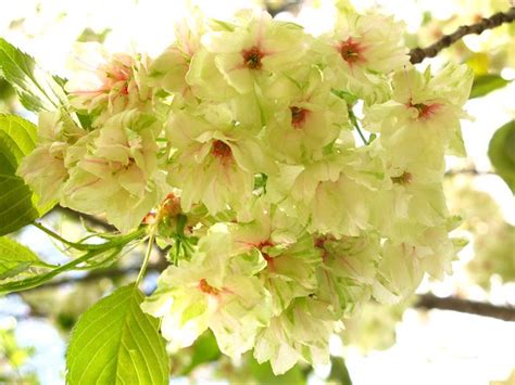 Yellow cherry blossoms | Nagaoka Tenmangu Shrine www.nagaoka… | Flickr