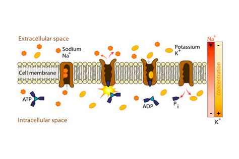 Active and Passive Transport - Difference and Comparison | Diffen