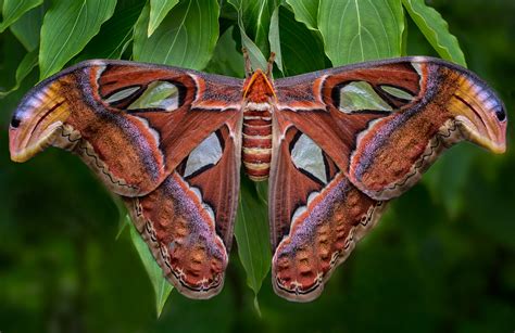 ANNE BELMONT PHOTOGRAPHY | Atlas Moths