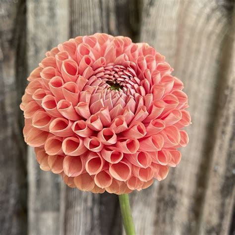 Cornel Bronze Dahlia Tuber — Dahlia Tubers for Sale - Dahlias + Cut ...