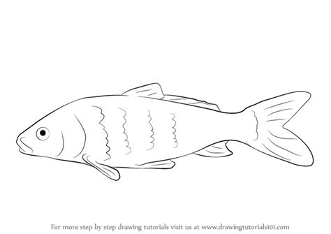 Learn How to Draw a Carp Fish (Fishes) Step by Step : Drawing Tutorials