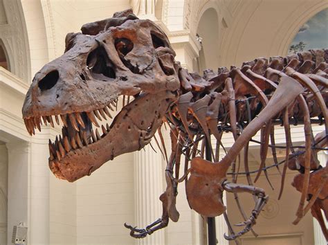 World's Largest T. Rex Skeleton On Display In Gainesville | WJCT NEWS