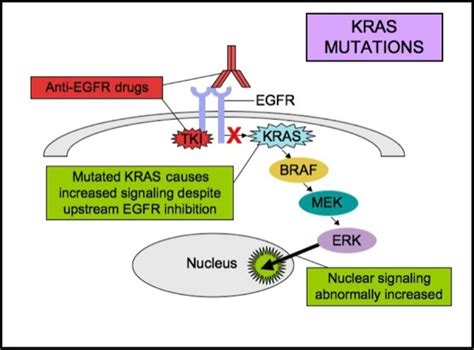 The Trouble With KRAS - Cancer Commons