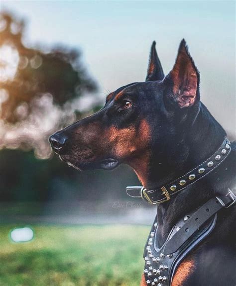 protection dog training | Doberman pinscher, Doberman dogs, Beautiful ...