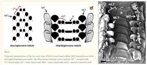 The Gastropod Radula And Its Teeth