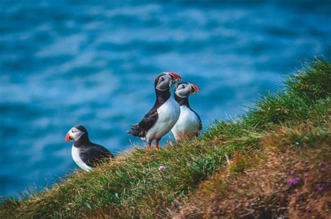 Icelandic Puffin | Travelguide |Why Iceland | Iceland travel, Iceland ...