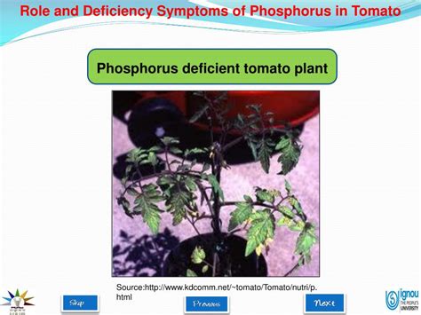 PPT - Role and Deficiency Symptoms of Phosphorus in Tomato PowerPoint ...