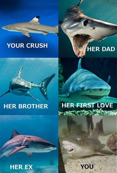 15 Shark Memes You Can Sink Your Teeth Into