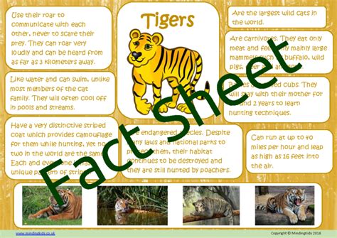 Tiger Facts - MindingKids