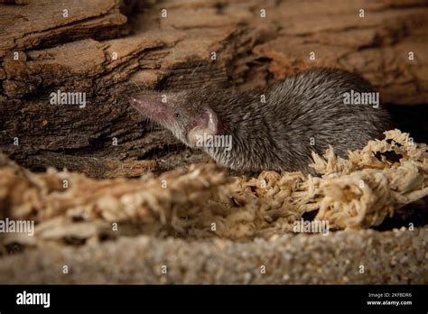 Etruscan pygmy shrew Stock Photo - Alamy