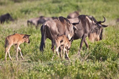 Every year around 400 000 wildebeest calves are being born in the ...