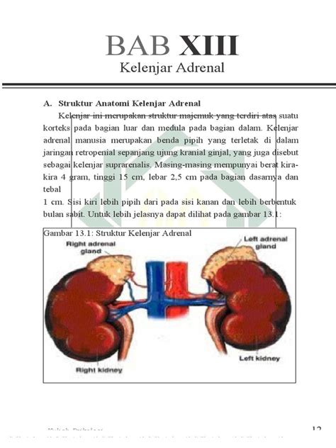 Kelenjar Endokrin | PDF