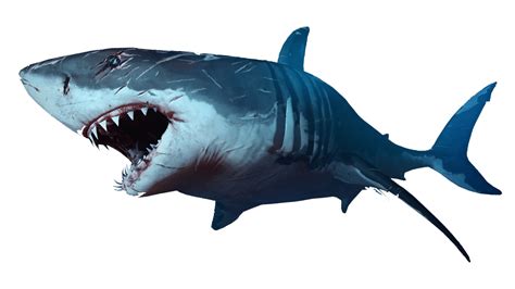 Shark transparent PNG - StickPNG