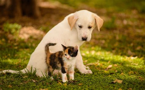 Puppies and Kittens Wallpaper ·① WallpaperTag