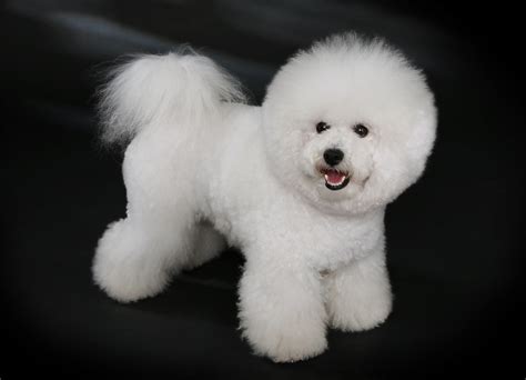 Bichon Frise - Puppies, Rescue, Pictures, Information, Temperament ...