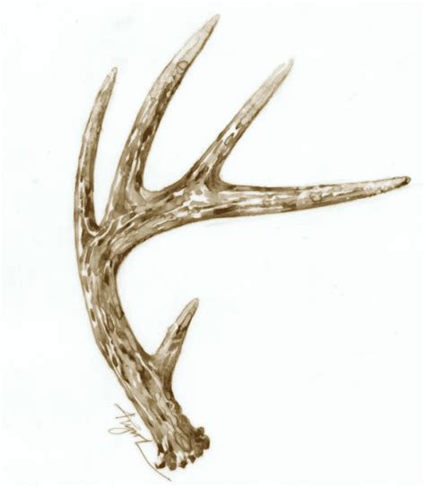 All About Antlers - - The Adirondack Almanack