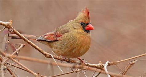 Northern Cardinal Overview, All About Birds, Cornell Lab of Ornithology