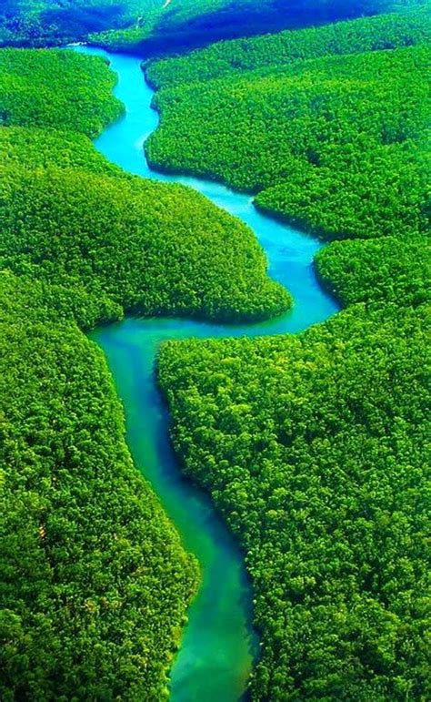 10 Worlds Amazing And Beautiful Forests - Our World Stuff