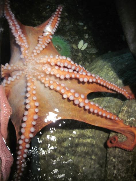 Bio Geo Nerd: Giant Pacific Octopus Beak