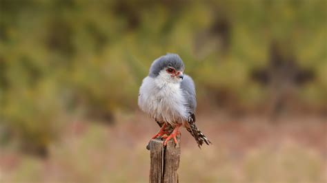 African Pygmy Falcon | San Diego Zoo Animals & Plants