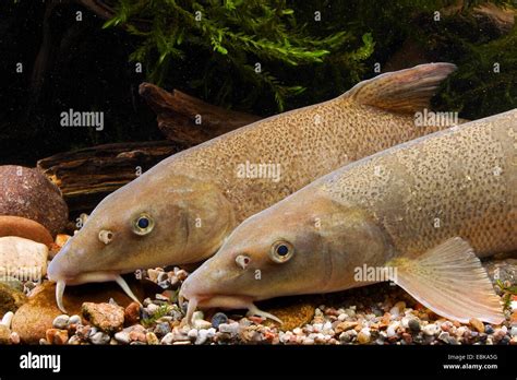 Barbe fisch fluss -Fotos und -Bildmaterial in hoher Auflösung – Alamy