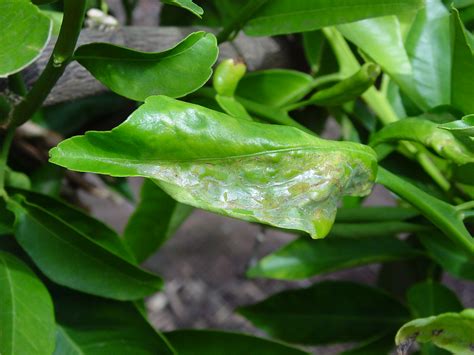 14+ Lemon Tree Diseases And Pests Pictures Pics - Paul B. Wagaman