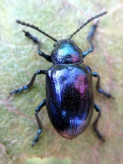 Blue beetle - Chrysochus cobaltinus - BugGuide.Net