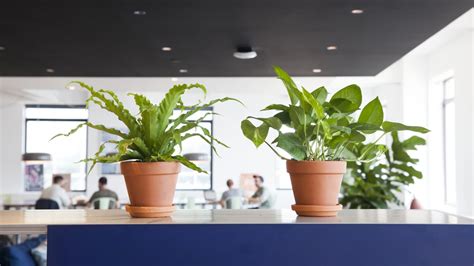 plants to keep on office desk The importance of plants in your office