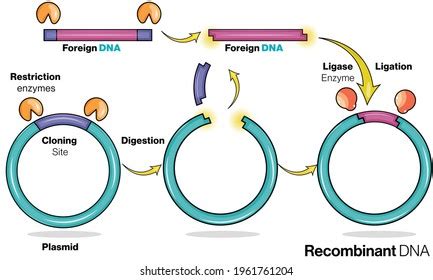 Designed Plasmid Vector