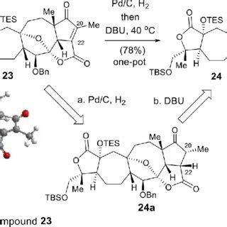 Scheme 5. Stereoselective Synthesis of Compound 24 a | Download ...