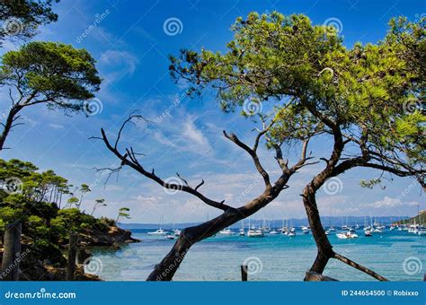 The Beautiful Beaches of the Island of Porquerolles, Off the French ...