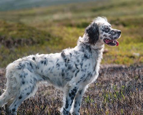 How English is the English Setter? - Project Upland Magazine