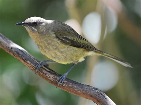 New Zealand Bellbird - eBird